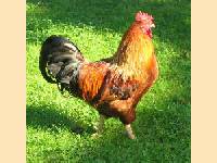 Neues von dem Hahn: Wizzair fliegt ab 2005 vom Hunsr�ck-Airport